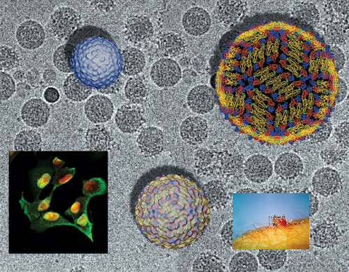 Vrius life cycle