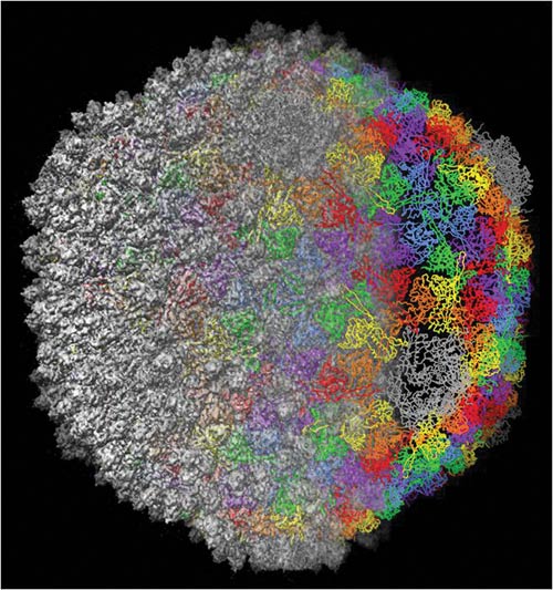 Wen Jiang - Department of Biological Sciences - Purdue University