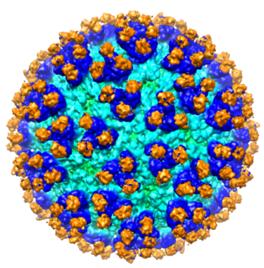 A cryoelectron microscopy reconstruction of ESV1