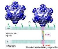 Virus grows tube to insert DNA during infection then sheds it