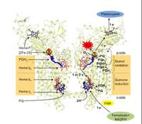 Reactive Oxygen Species are Not All Bad for Plants Either