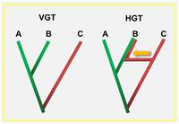 Gene swapping: Hosts and parasites share more than food