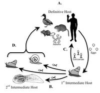 How much a host moves can affect disease severity