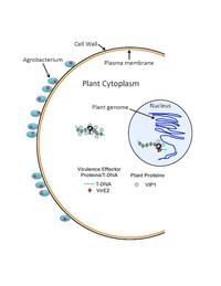 How important is a Very Important Protein?