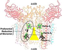 Fat molecules influence form and function of key photosynthesis protein