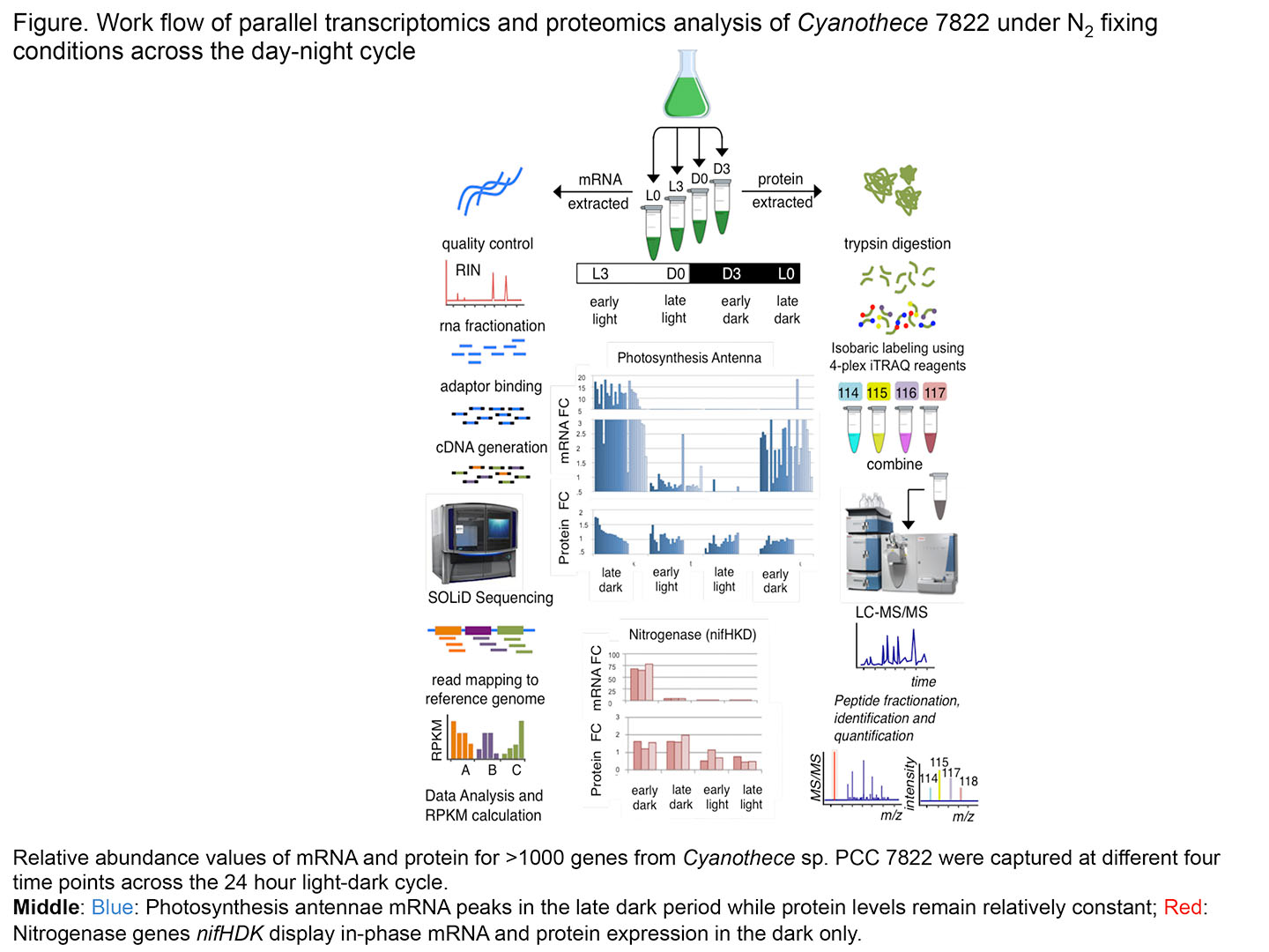 Work flow of parallel transcriptomics and proteomics analysis of Cyanothecce 7822 under N2 fixing conditions across the day-night cycle.