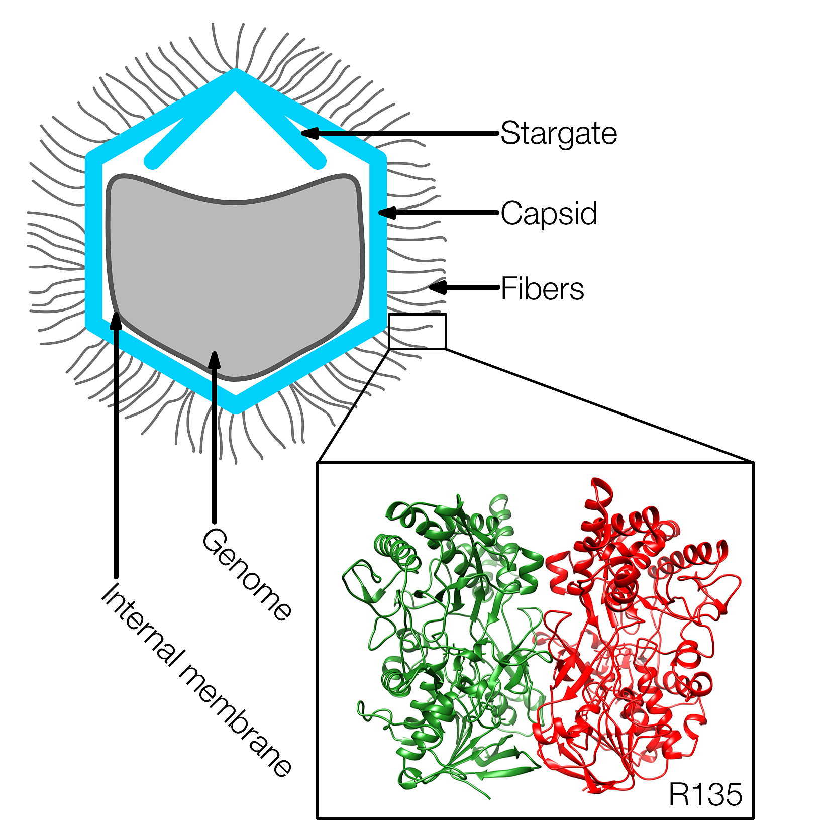 rossmann-mimivirus