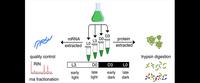 Thinking ahead: how a unicellular nitrogen fixing cyanobacterium manages its gene expression to accommodate the challenges it faces through out a 24-hour day