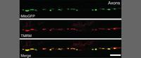 Dr. Hollenbeck and Devireddy Publish in Journal of Neuroscience 