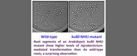 Surprises for Agrobacterium T-DNA integration into host genomes