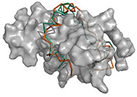 Structural Modeling of Protein Complexes with Disordered Proteins