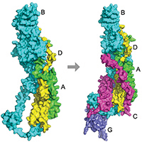 Kihara lab predicting assembly order of multimeric protein complexes